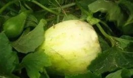 热门大瓜汇总,热门大瓜盘点，真相与八卦一网打尽